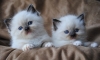 Ragdoll kittens for sale .